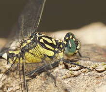 Image of Hemigomphus gouldii (Selys 1854)