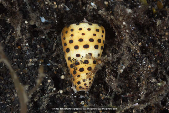 Image of ivory cone