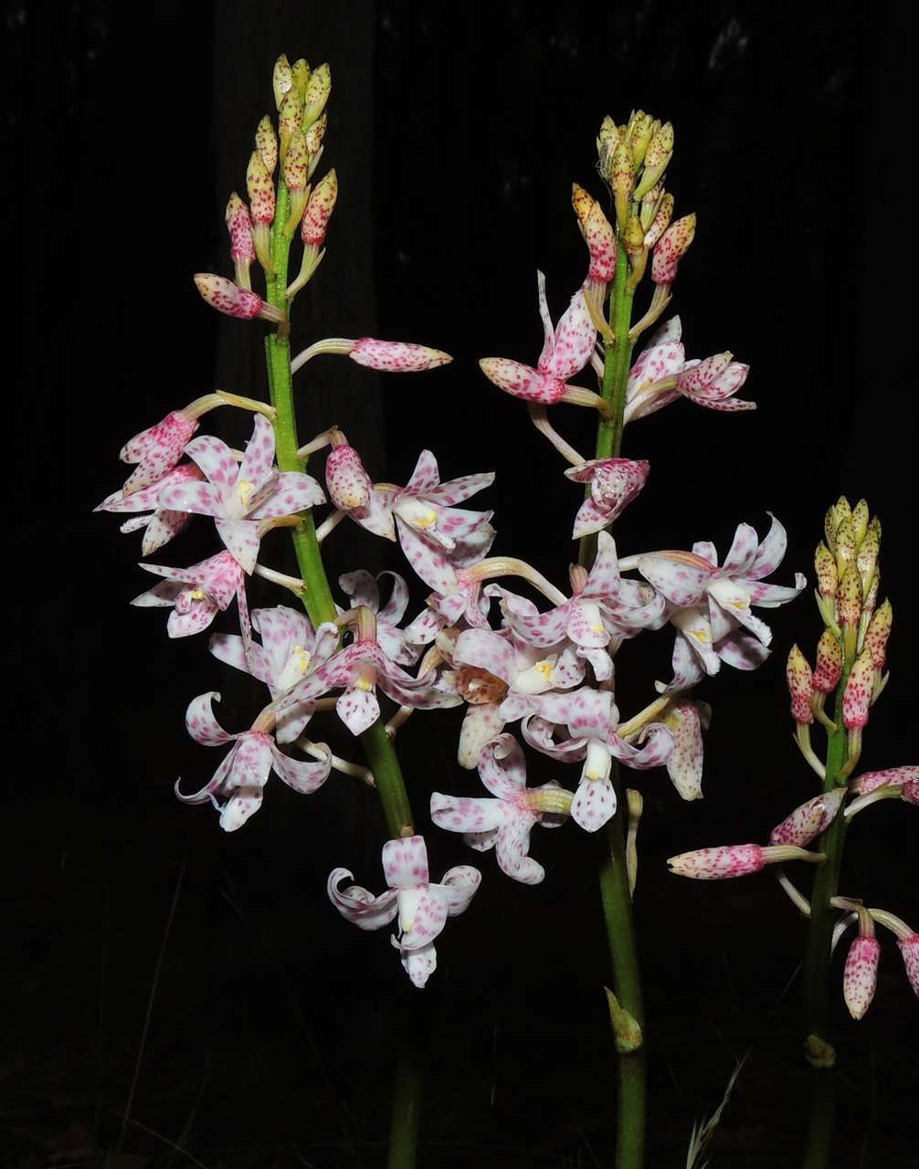 Image of Spotted hyacinth-orchid