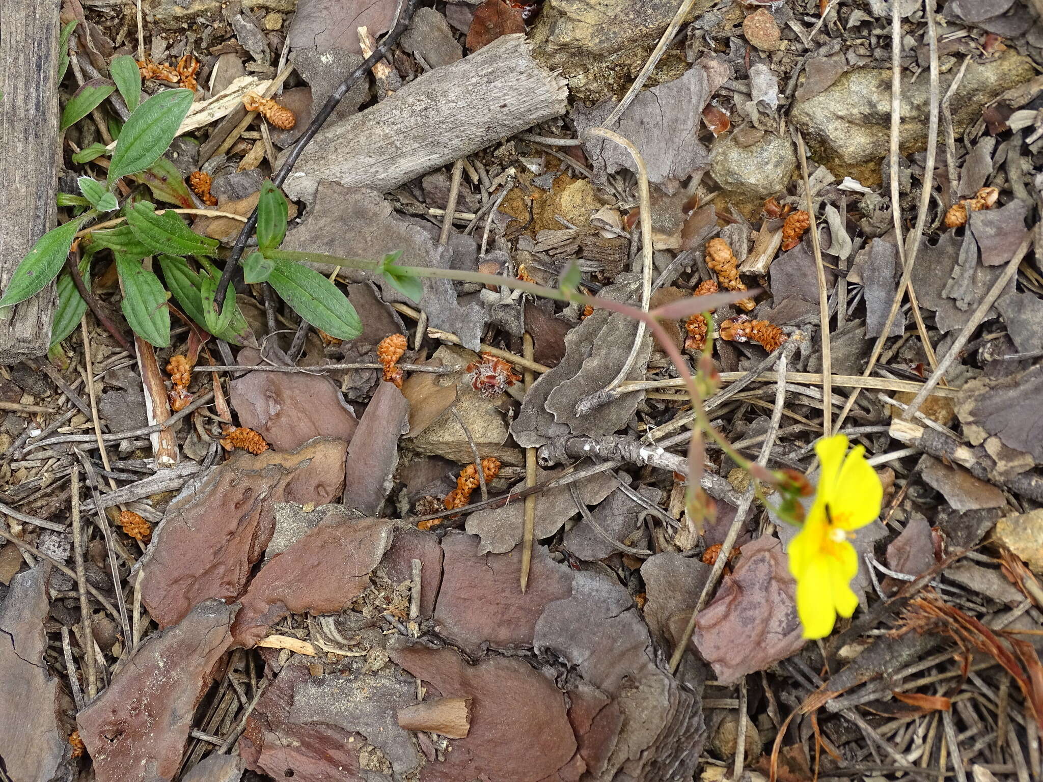 Image of Tuberaria lignosa (Sweet) Samp.