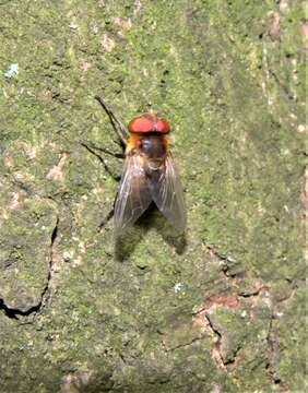 Image of Phasia hemiptera (Fabricius 1794)