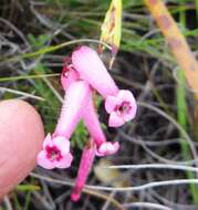 Image of Erica rufescens Klotzsch