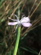 Image of Dianthus pyrenaicus Pourret