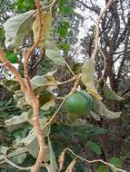 Image of Solanum lycocarpum A. St.-Hil.