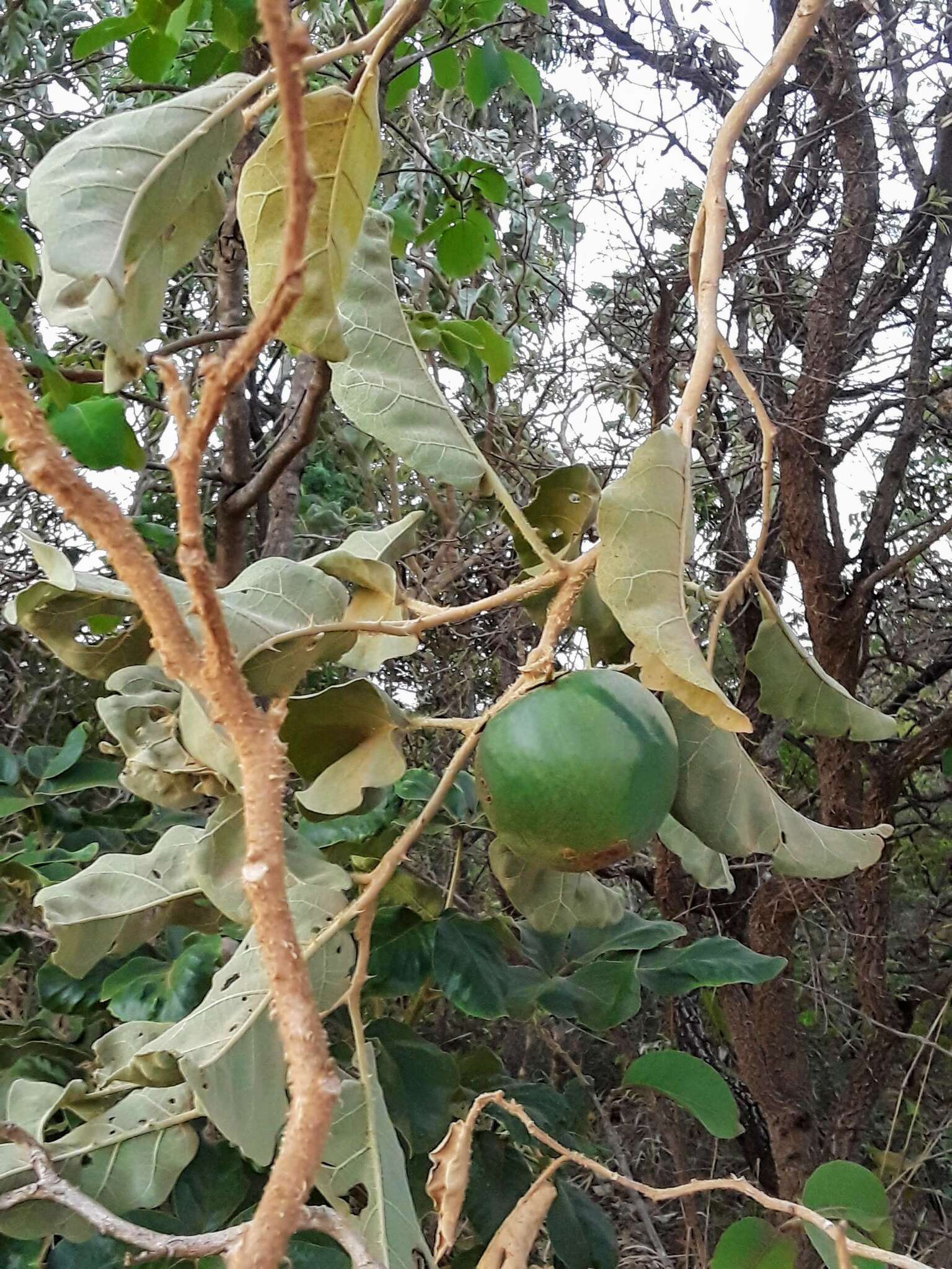 Image of Solanum lycocarpum A. St.-Hil.