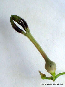 Image of Ceropegia linearis subsp. linearis