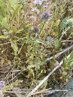 Imagem de Eryngium articulatum Hook.