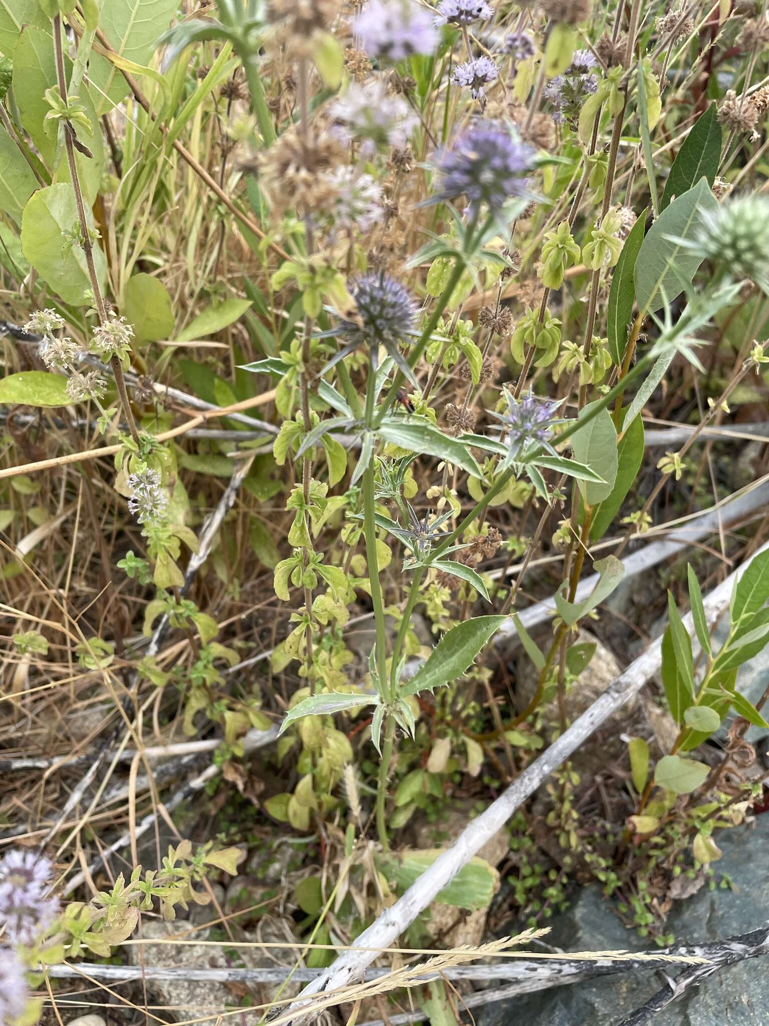 Imagem de Eryngium articulatum Hook.