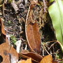 Imagem de Anolis tropidolepis Boulenger 1885