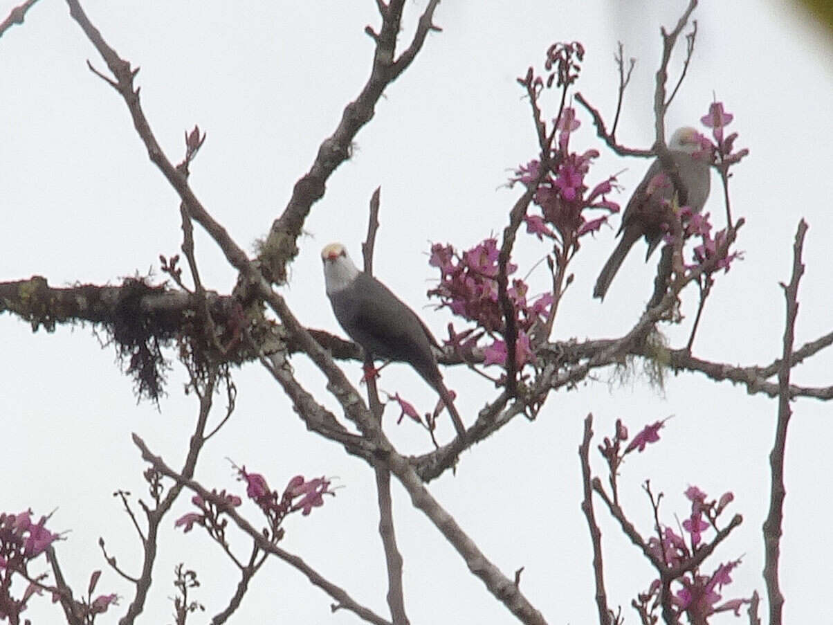 Image of White-headed Bulbul