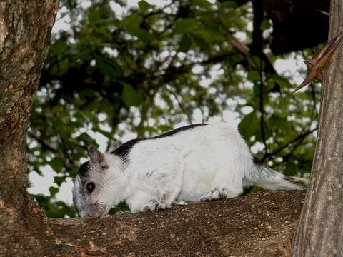 Imagem de Sciurus variegatoides dorsalis Gray 1849