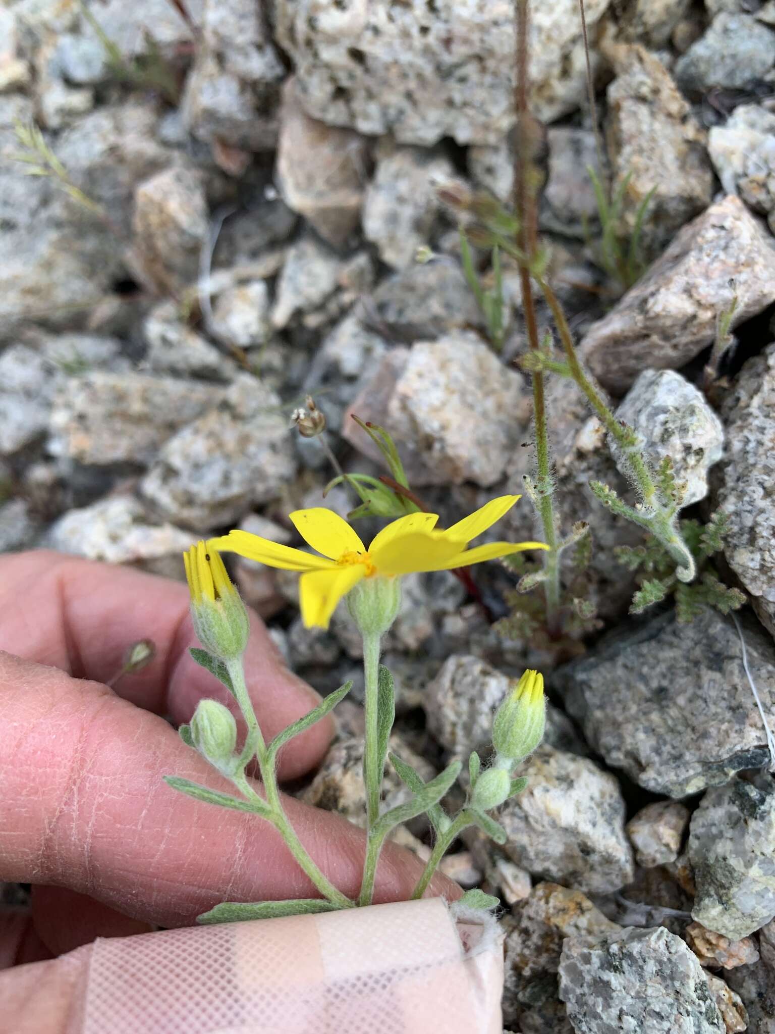 Imagem de Eriophyllum ambiguum var. paleaceum (Brandeg.) Ferris