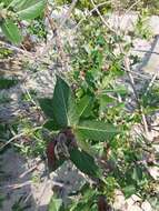 Imagem de Salix cordata Michx.