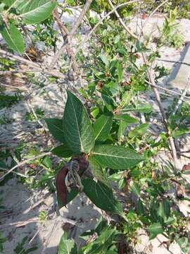 Imagem de Salix cordata Michx.