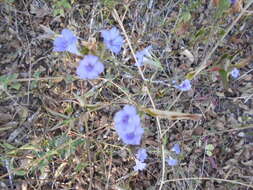 Plancia ëd Ruellia erythropus (Nees) Lindau