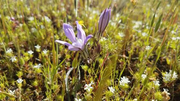 Sivun Brodiaea nana Hoover kuva