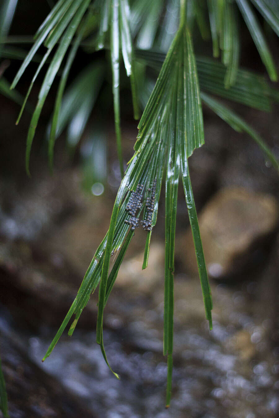 Image of Sachatamia punctulata (Ruiz-Carranza & Lynch 1995)