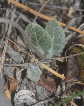 Image of Chaptalia hololeuca Greene