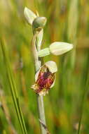 Image of Pale beard orchid