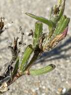 Image of seabeach evening primrose