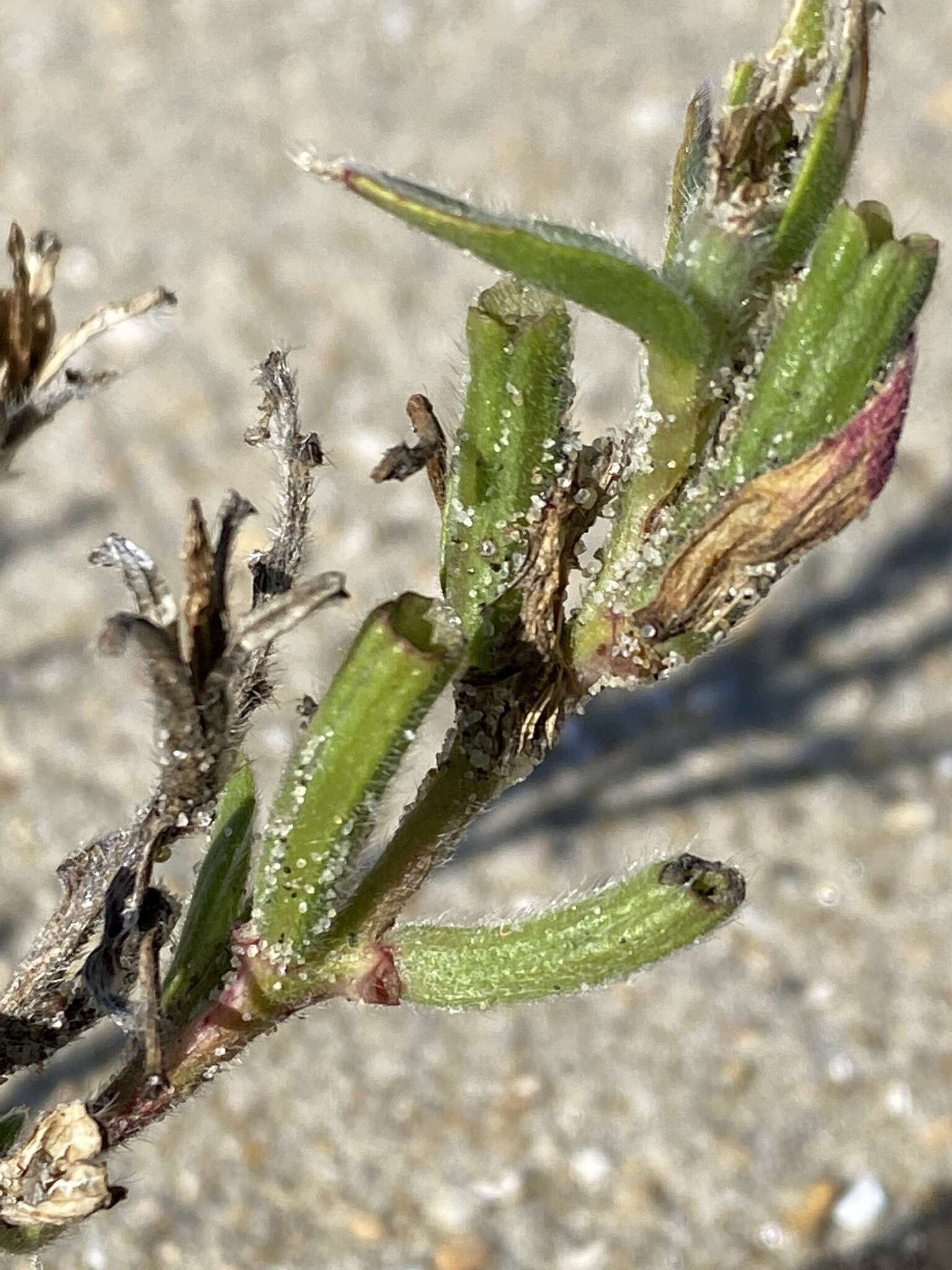 Image of seabeach evening primrose