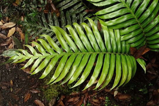 Image of Lomariocycas magellanica (Desv.) Gasper & A. R. Sm.