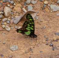 Sivun Graphium tynderaeus (Fabricius 1793) kuva