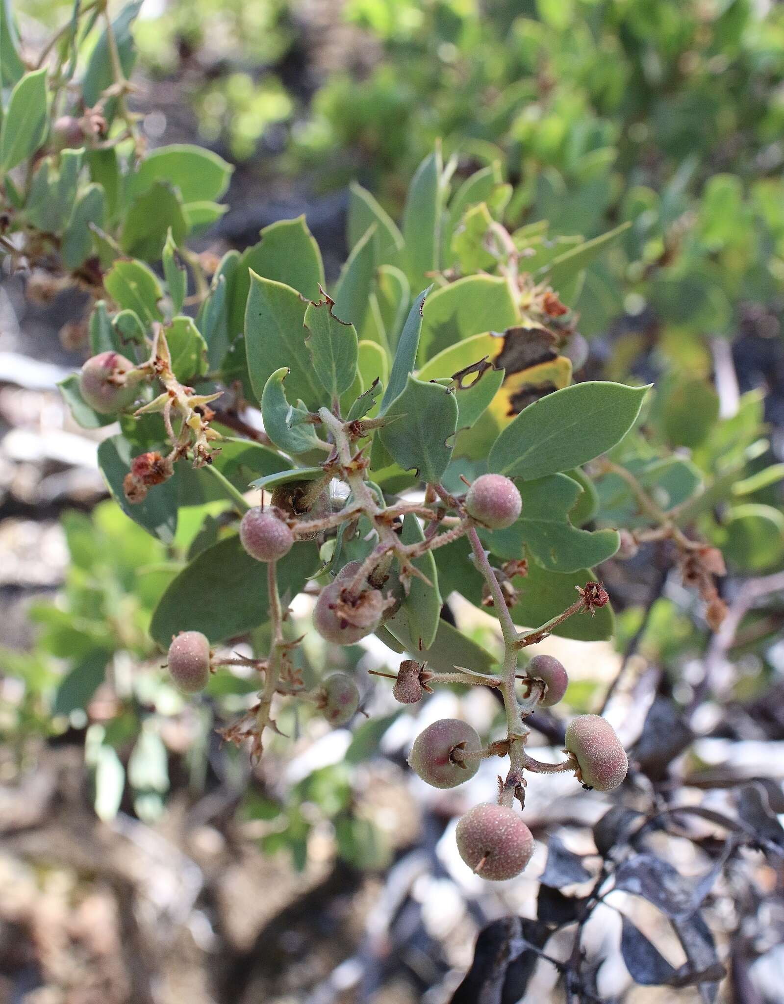 Arctostaphylos viscida subsp. pulchella (T. J. Howell) P. V. Wells resmi