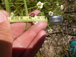 Image of summer spurge