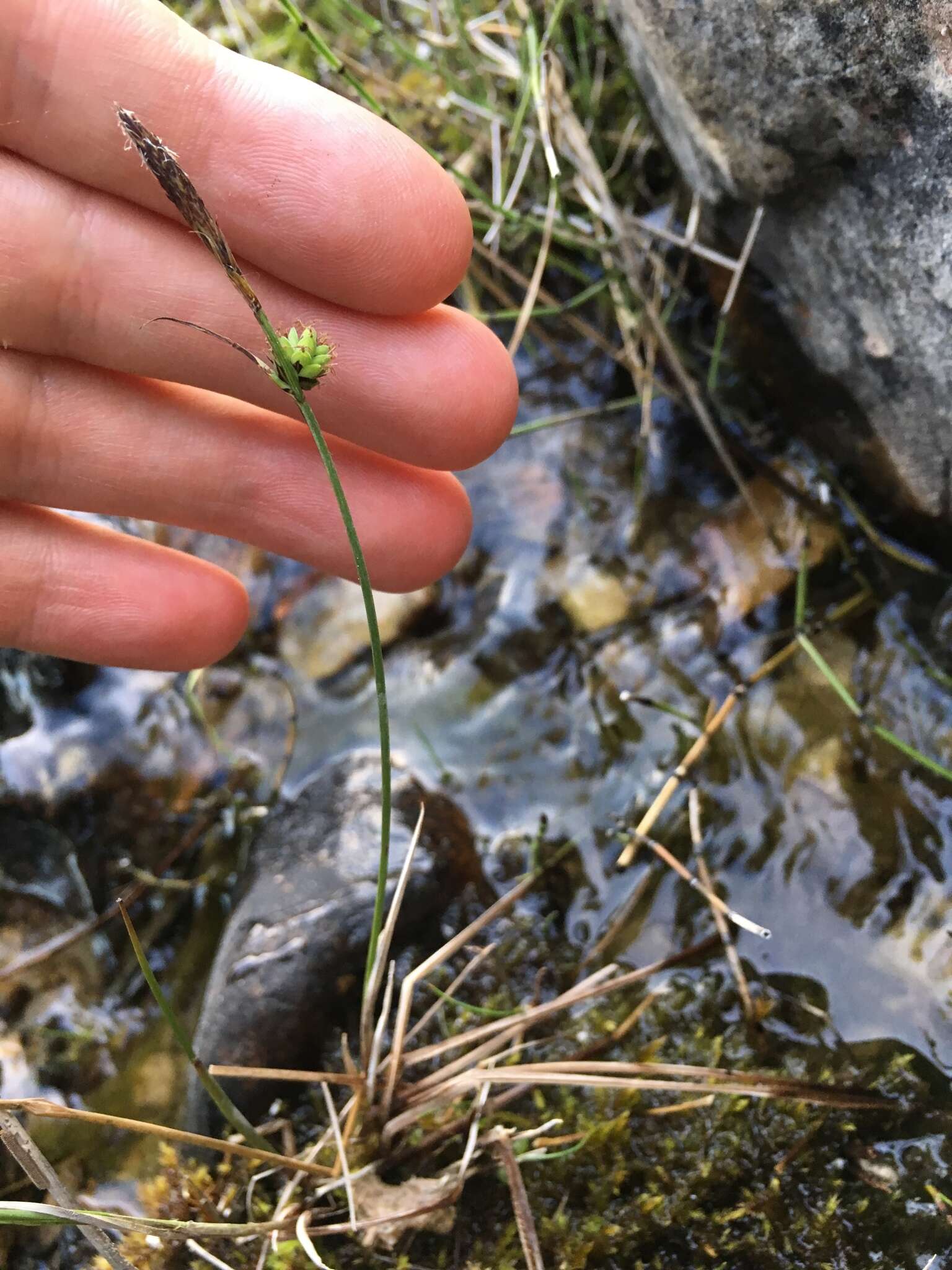 Image of low northern sedge