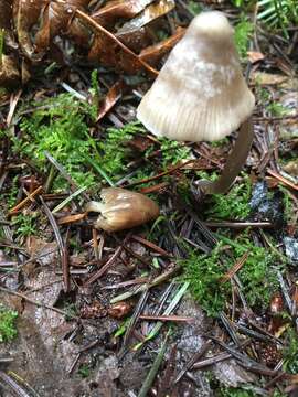 Image de Mycena robusta (A. H. Sm.) Maas Geest. 1988