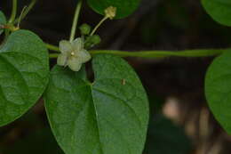 صورة Dictyanthus reticulatus Benth. & Hook. fil. ex Hemsl.