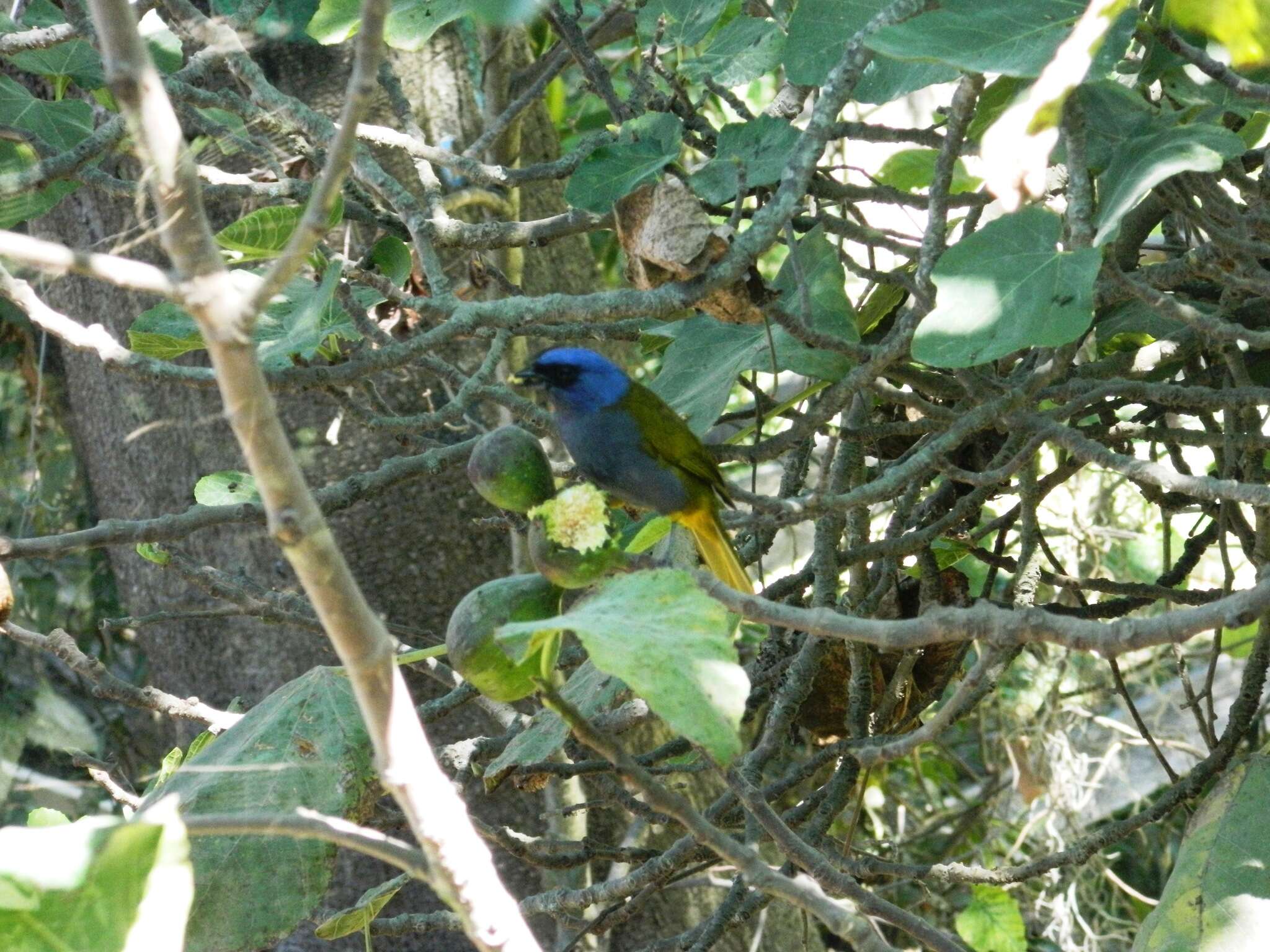 Image of Blue-capped Tanager