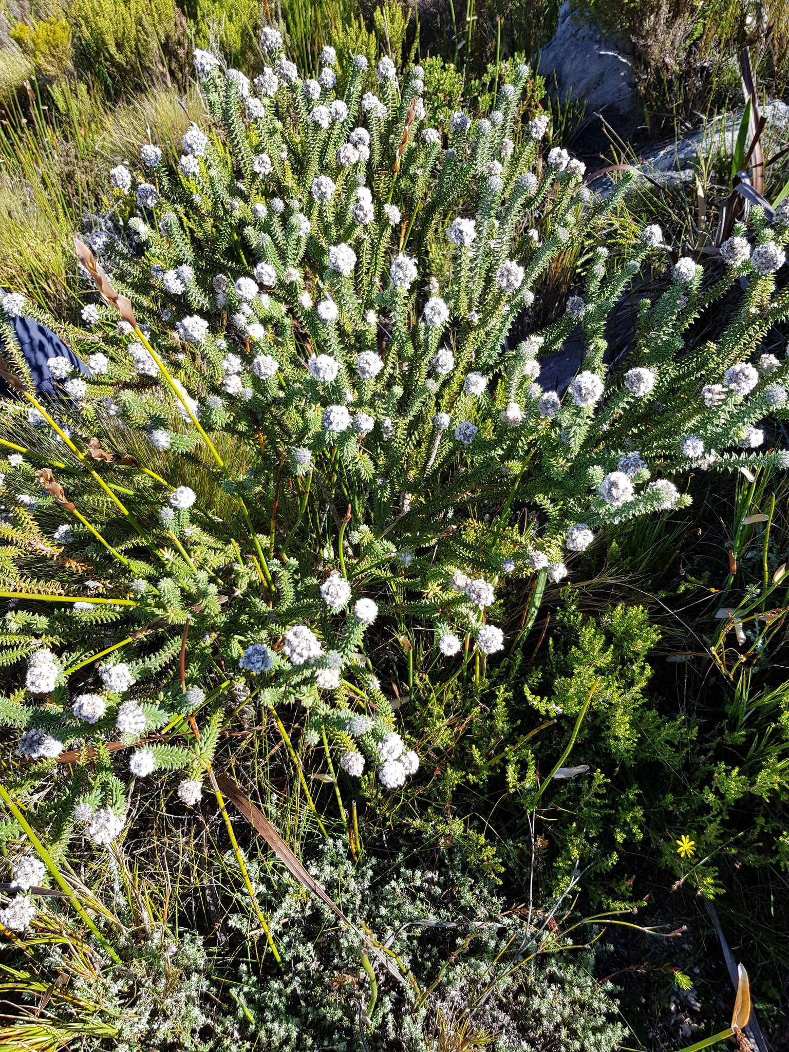 صورة Kogelbergia verticillata (Eckl. & Zeyh.) J. P Rourke