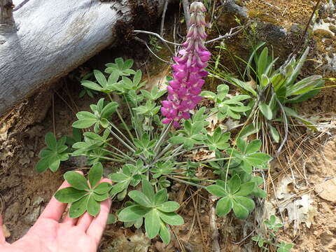 Image of Santa Lucia lupine