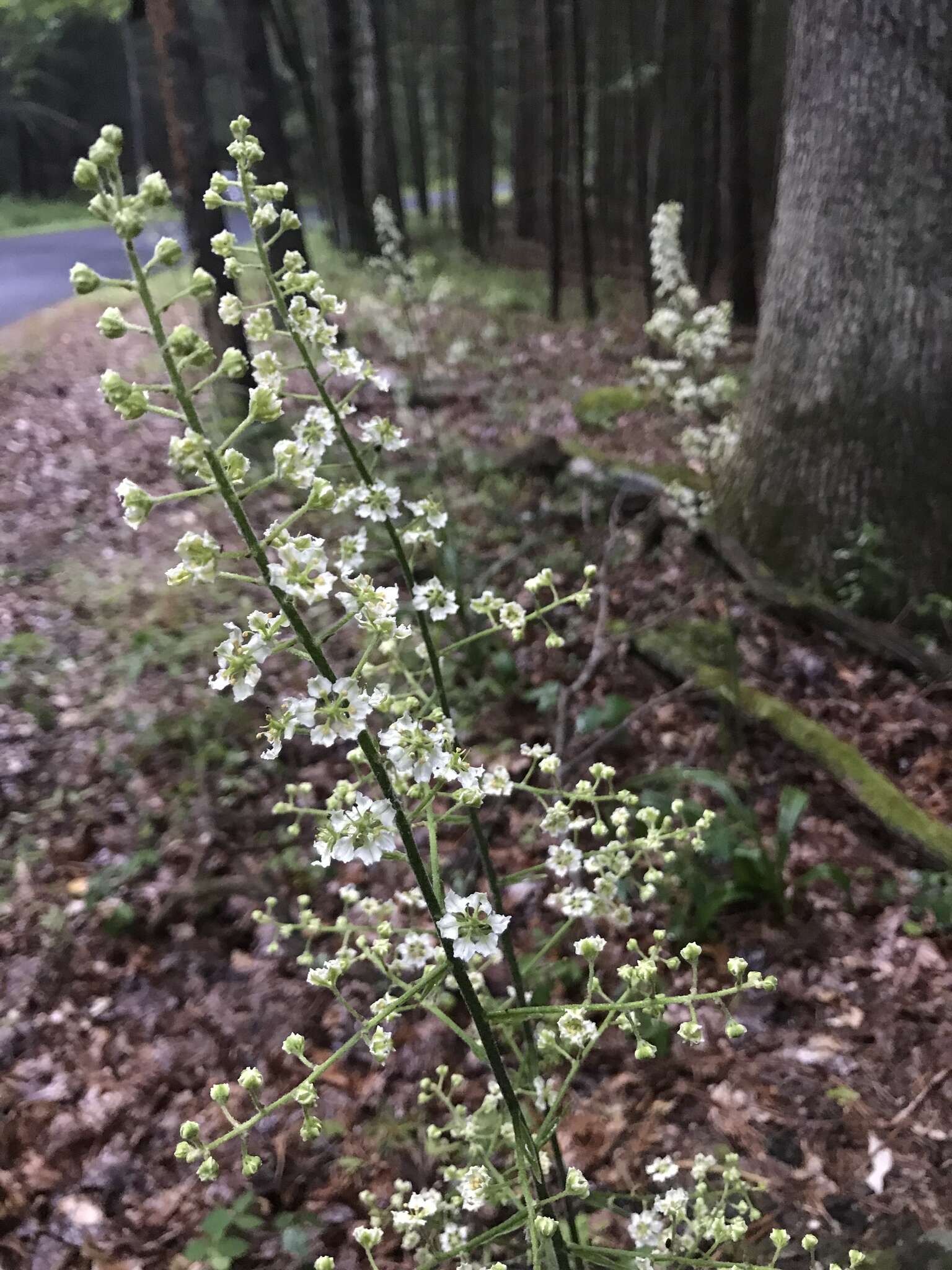 Sivun Veratrum hybridum (Walter) J. H. Zimmerman ex Zomlefer kuva