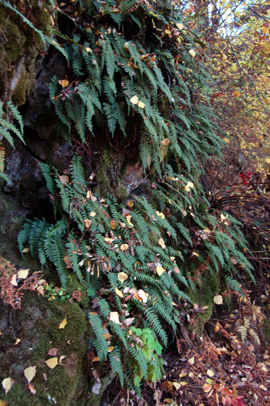 Polypodium sibiricum Siplivinsky的圖片