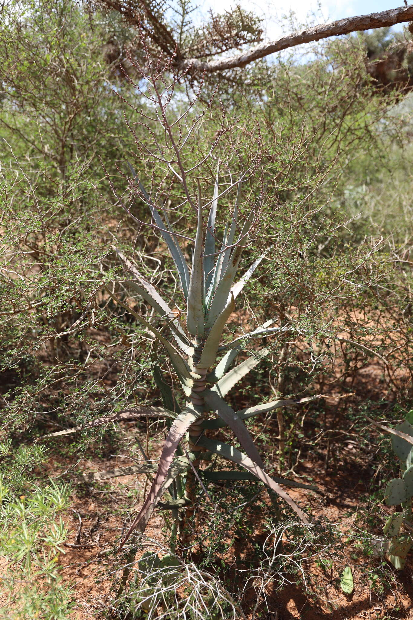 Aloe divaricata A. Berger resmi