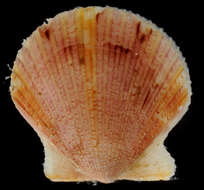 Image of Atlantic Calico scallop