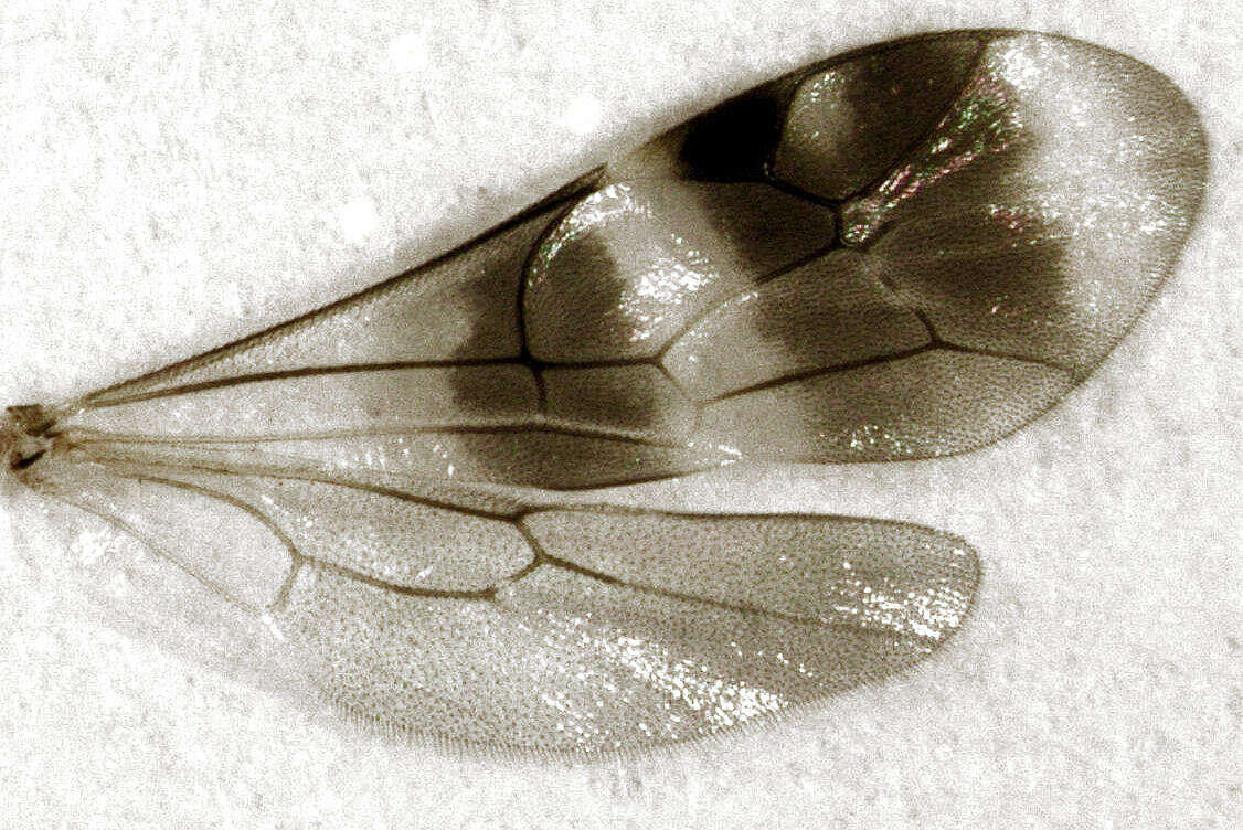 Image of Parasitoid wasp