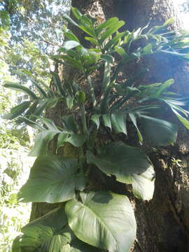 Image of Monstera tenuis K. Koch