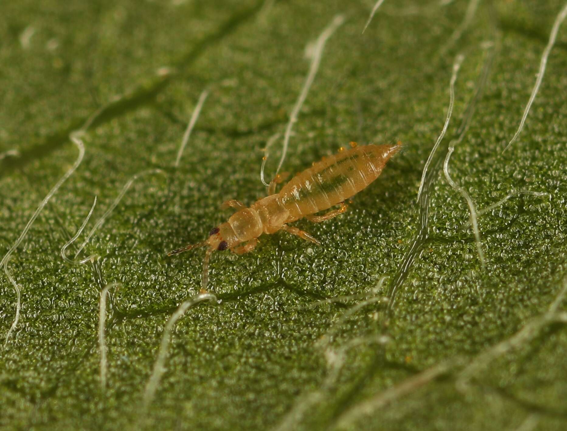 Image of Anaphothrips