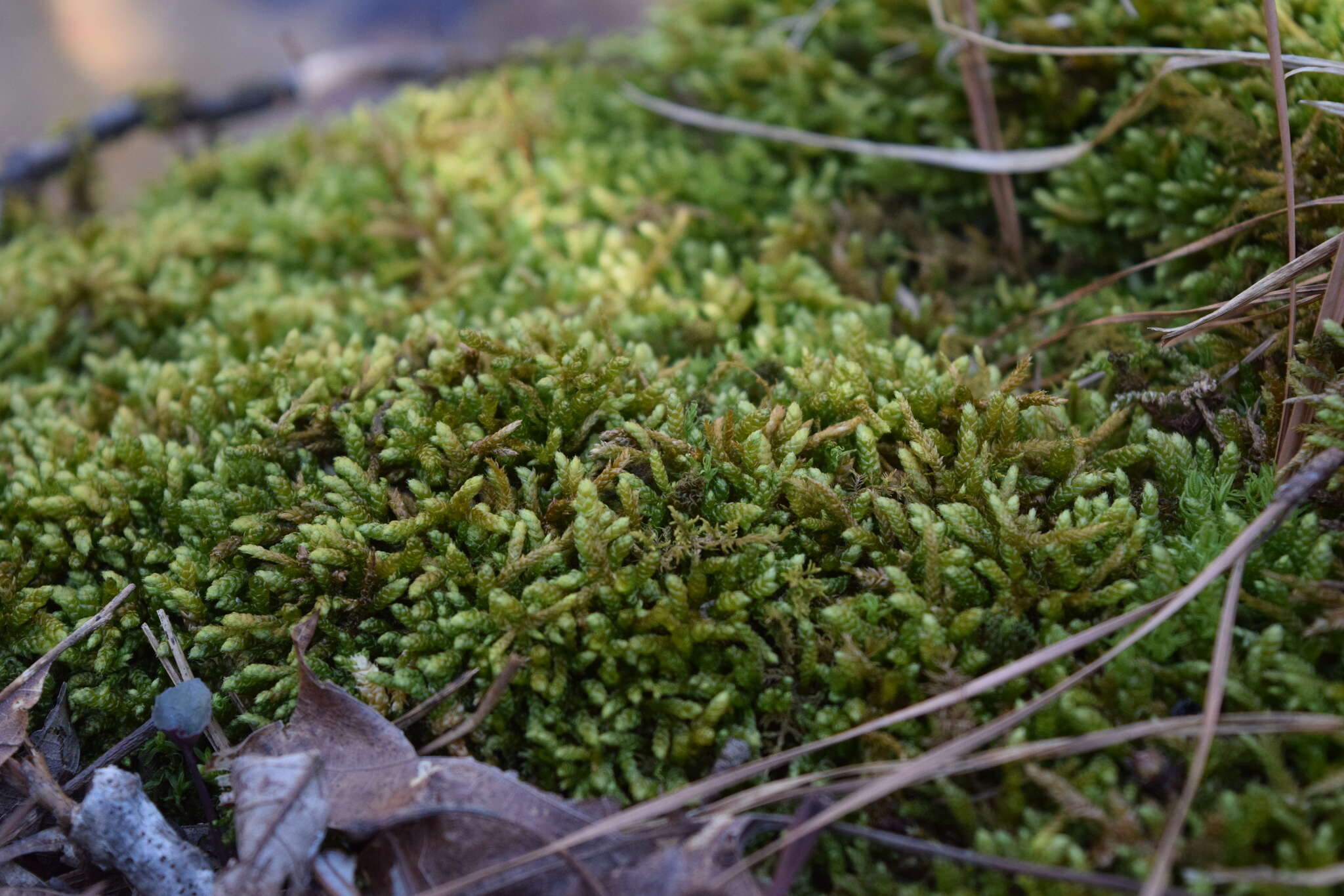 Слика од Bryoandersonia illecebra H. Robinson 1962