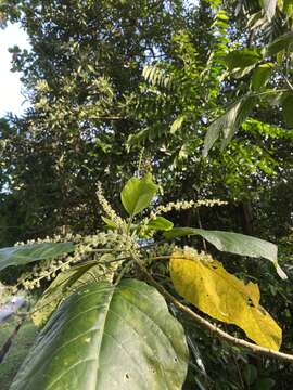 Image of Claoxylon indicum (Reinw. ex Blume) Hassk.