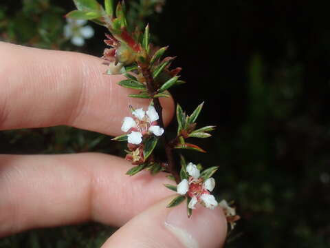 Image of Leptospermum arachnoides Gaertner