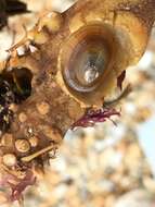 Image of blue-rayed limpet