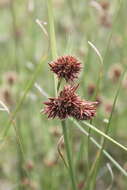 Image of Cyperus tabularis Schrad.