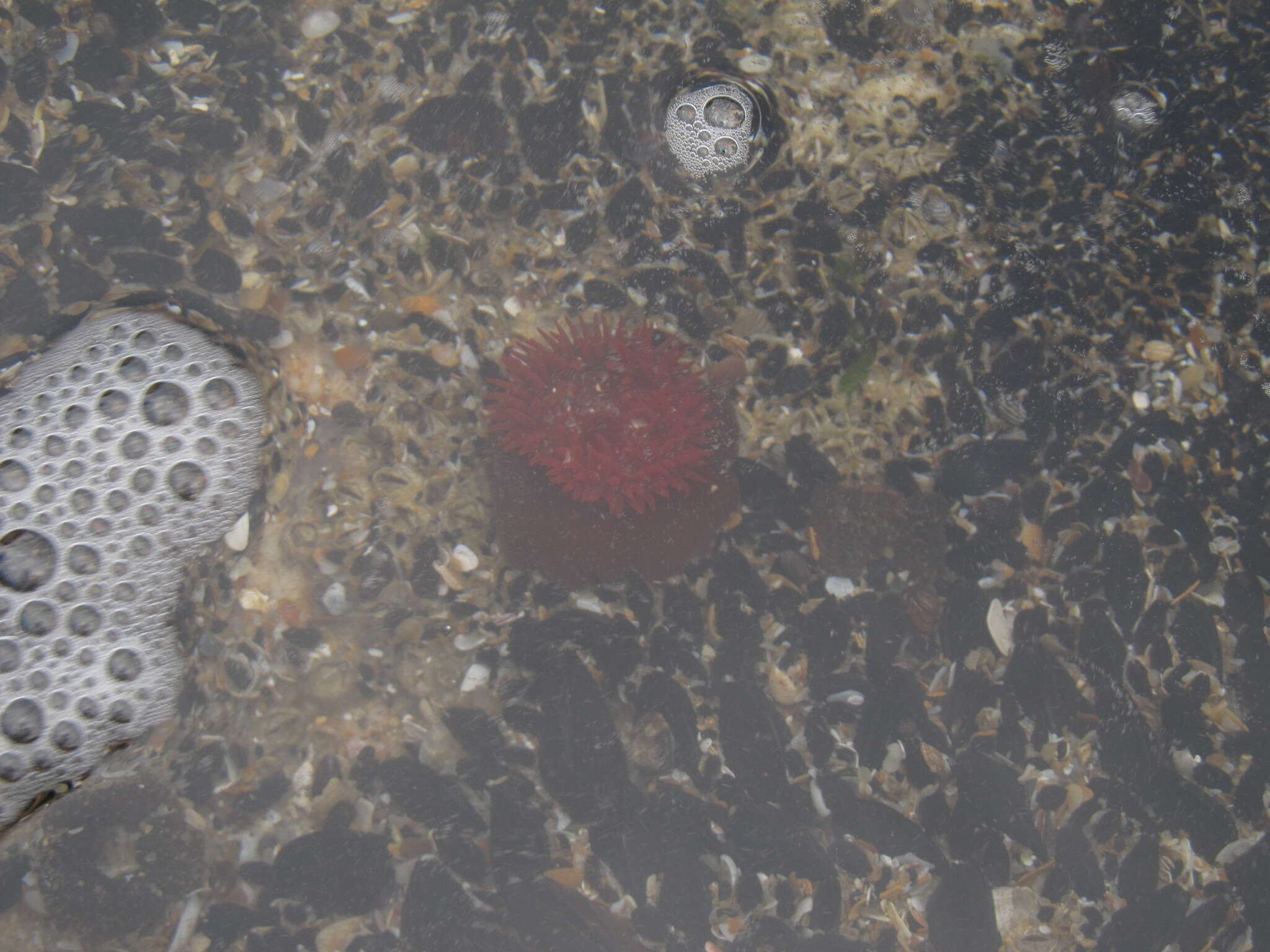 Image of maroon anemone