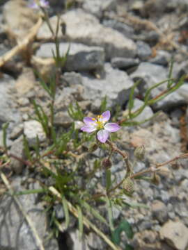 Image of media sandspurry