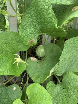 Image of Trichosanthes scabra Lour.